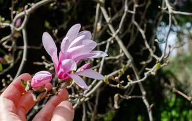 5 LOEBNER MAGNOLIA Loebneri TREE Shrub Seeds - Cross of M Stellata & Kobus - Fragrant Pink White Huge 3 - 5